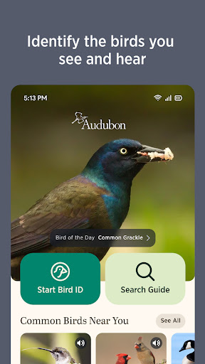 Audubon Bird Guide Bildschirmfoto 2