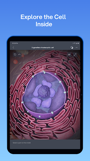 VOKA 3D Anatomie Atlas Lernen Bildschirmfoto 19