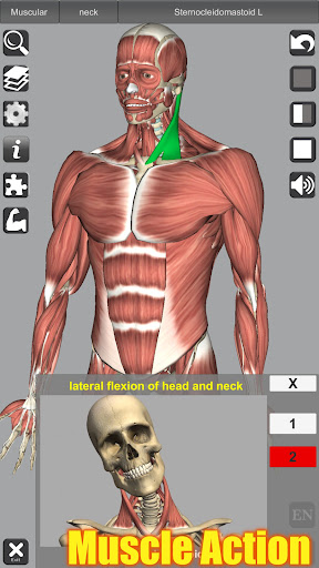 3D Anatomy Bildschirmfoto 12