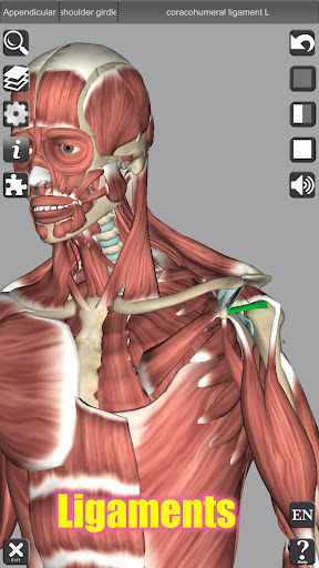 3D Anatomy Bildschirmfoto 4