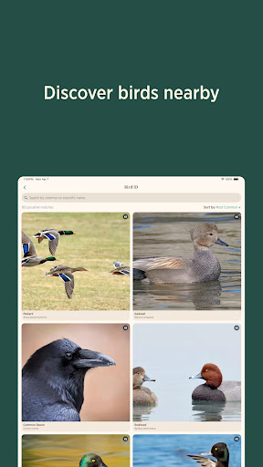 Audubon Bird Guide Bildschirmfoto 4