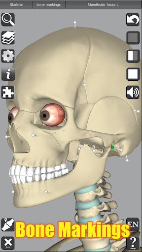 3D Anatomy Bildschirmfoto 10
