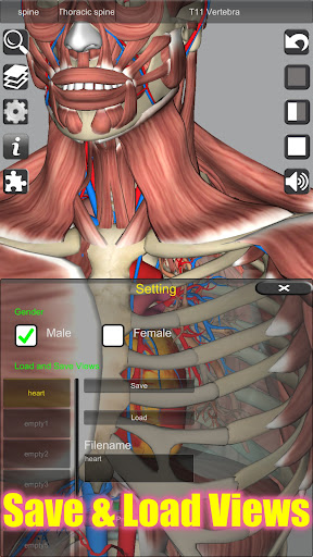3D Anatomy Bildschirmfoto 7