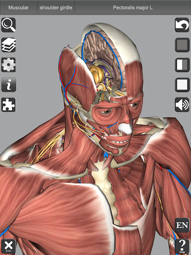 3D Anatomy Bildschirmfoto 1